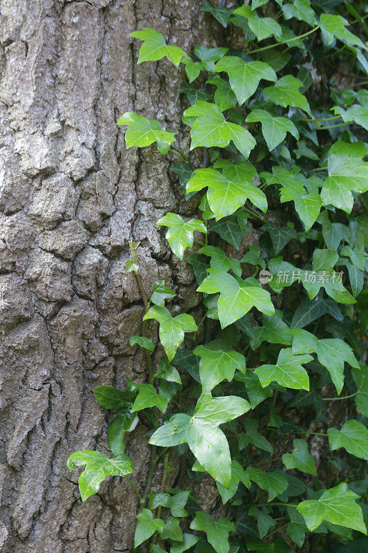 普通常青藤(Hedera helix)的图像:一种依附于一棵英国橡树(Quercus robur)有纹理的开裂树皮上的常青藤(Hedera helix)，叶子有光泽